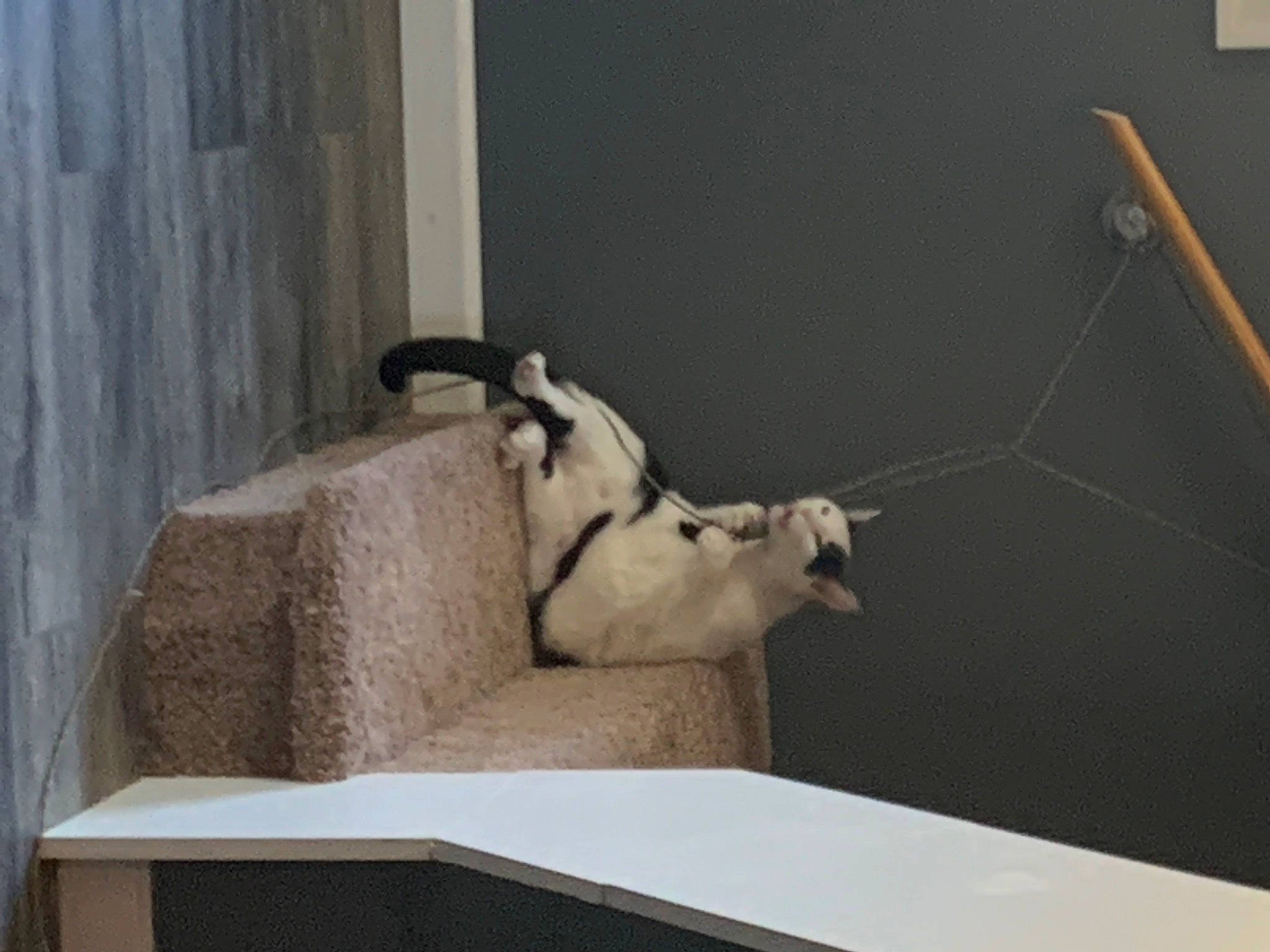 Sadie is registered to the contest to win money with this photo: art, canidae, cat, cow_goat_family, fawn, felidae, fur, goat_antelope, horn, plaster, room, sculpture, small_to_medium_sized_cats, snout, sporting_group, statue, tail, terrestrial_animal, visual_arts, wood