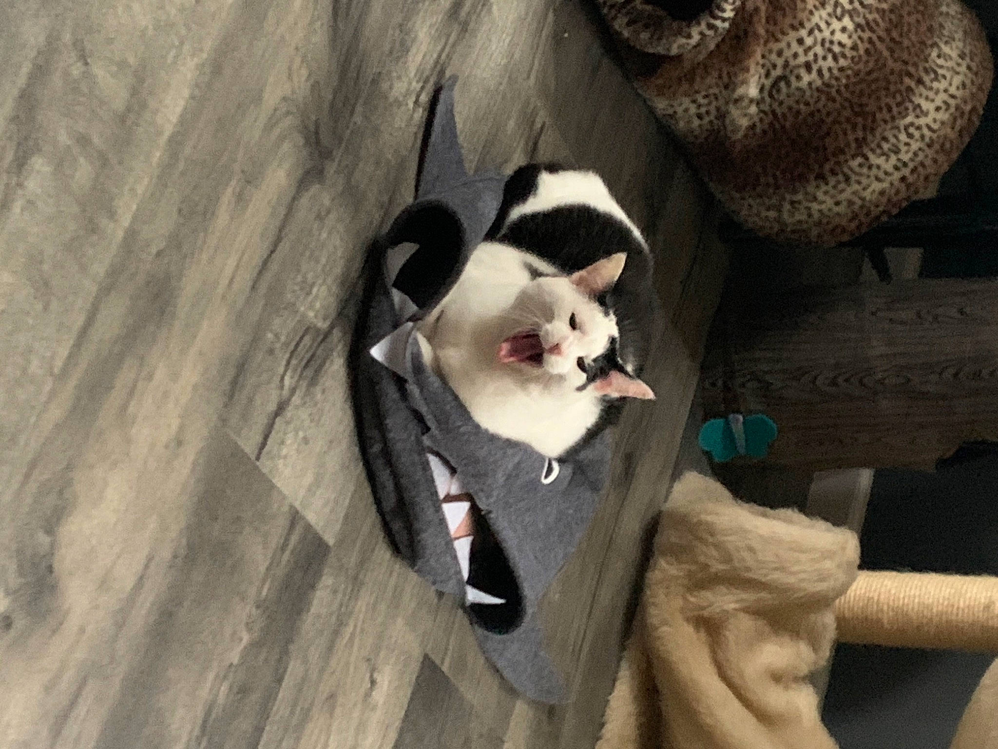 Sadie is registered to the contest to win money with this photo: carnivore, cat, collar, comfort, companion_dog, dog_breed, domestic_short_haired_cat, fawn, felidae, flooring, formal_wear, fur, grey, hardwood, paw, small_to_medium_sized_cats, sporting_group, tail, whiskers, wood