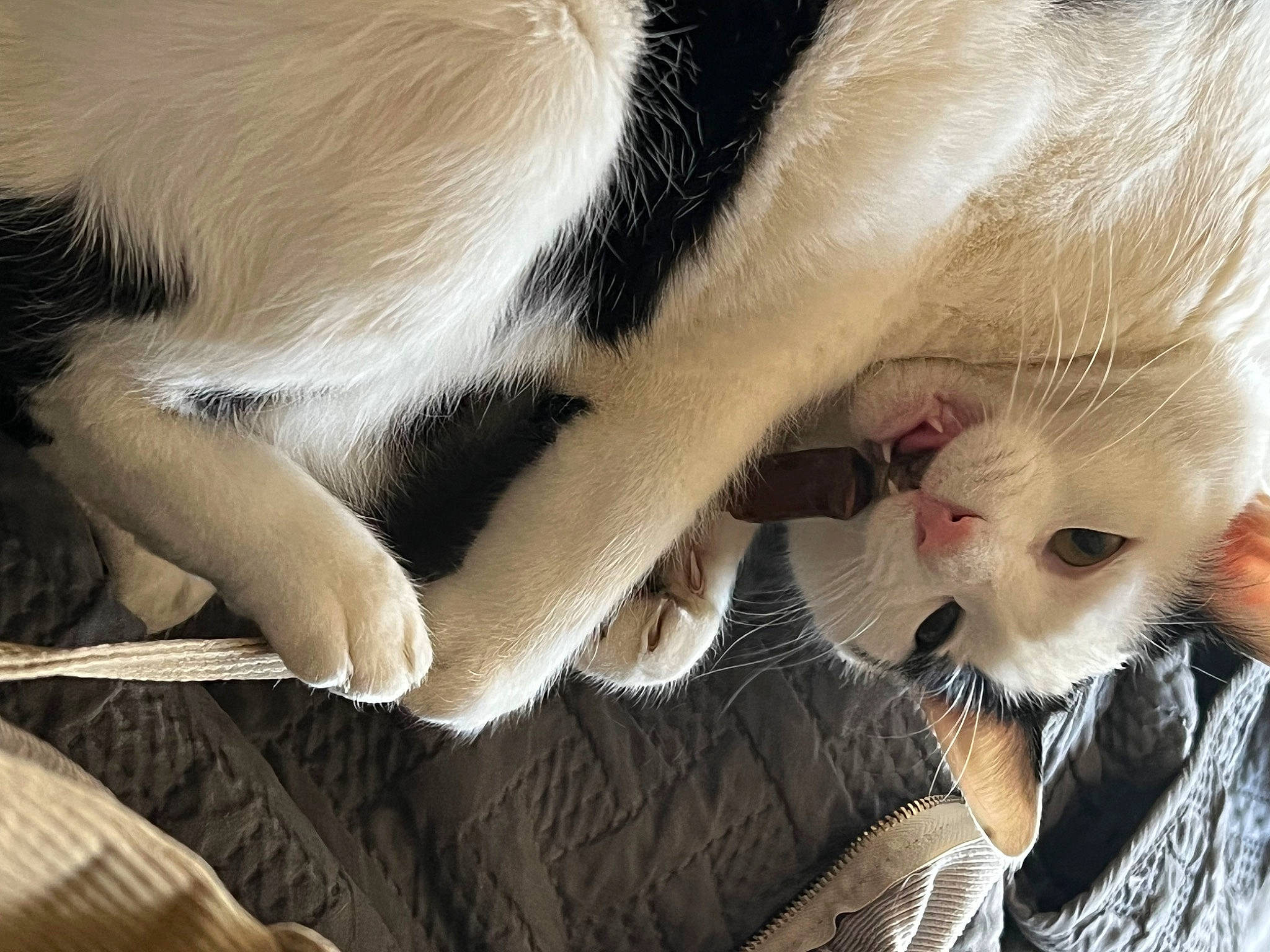 Sadie joined the competition — help win amazing prizes! canidae, carnivore, cat, claw, comfort, companion_dog, dog_breed, domestic_short_haired_cat, ear, eyelash, fawn, felidae, fur, nap, nose, paw, small_to_medium_sized_cats, snout, tail, whiskers