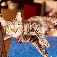 Froggy is registered to the contest to win money with this photo: cat, tabby_cat, pet, animal, feline, indoor, blue_towel, striped_fur, relaxed, paw, collar, metal_frame, whiskers, alert, domestic_animal, resting, close_up, fur_pattern, yellow_eyes, soft_background
