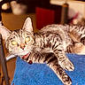 cat, tabby_cat, pet, animal, feline, indoor, blue_towel, striped_fur, relaxed, paw, collar, metal_frame, whiskers, alert, domestic_animal, resting, close_up, fur_pattern, yellow_eyes, soft_background