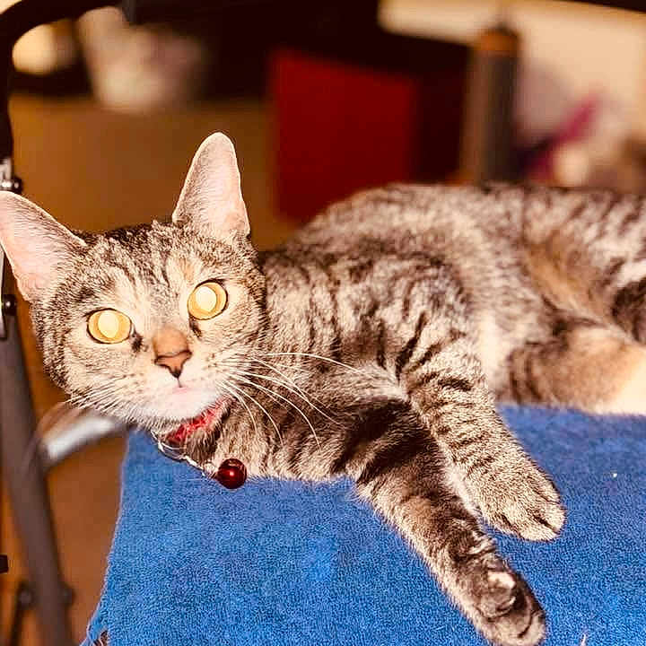 Froggy is registered to the contest to win money with this photo: cat, tabby_cat, pet, animal, feline, indoor, blue_towel, striped_fur, relaxed, paw, collar, metal_frame, whiskers, alert, domestic_animal, resting, close_up, fur_pattern, yellow_eyes, soft_background