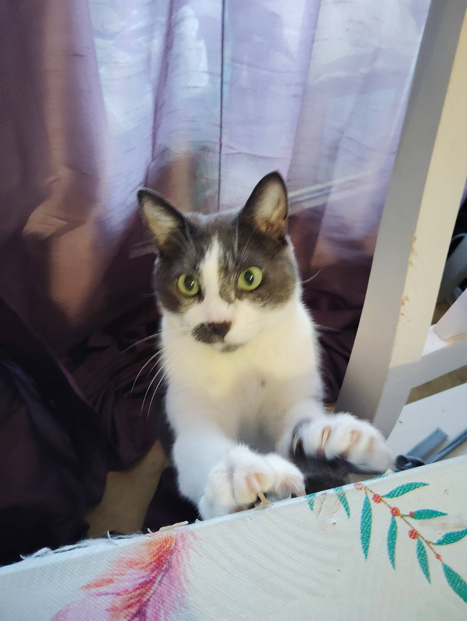 Reglisse participe au concours pour gagner de l'argent avec cette photo : box, carnivore, cat, cat_supply, curtain, domestic_short_haired_cat, eye, felidae, fur, head, paw, pet_supply, sitting, small_to_medium_sized_cats, snout, tail, whiskers, window