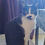 Reglisse participe au concours pour gagner de l'argent avec cette photo : animal, black_and_white, calm, cat, chair, curtain, domestic, ears, eyes, floor, fur, furniture, household, indoor, looking, pet, portrait, sitting, table, whiskers
