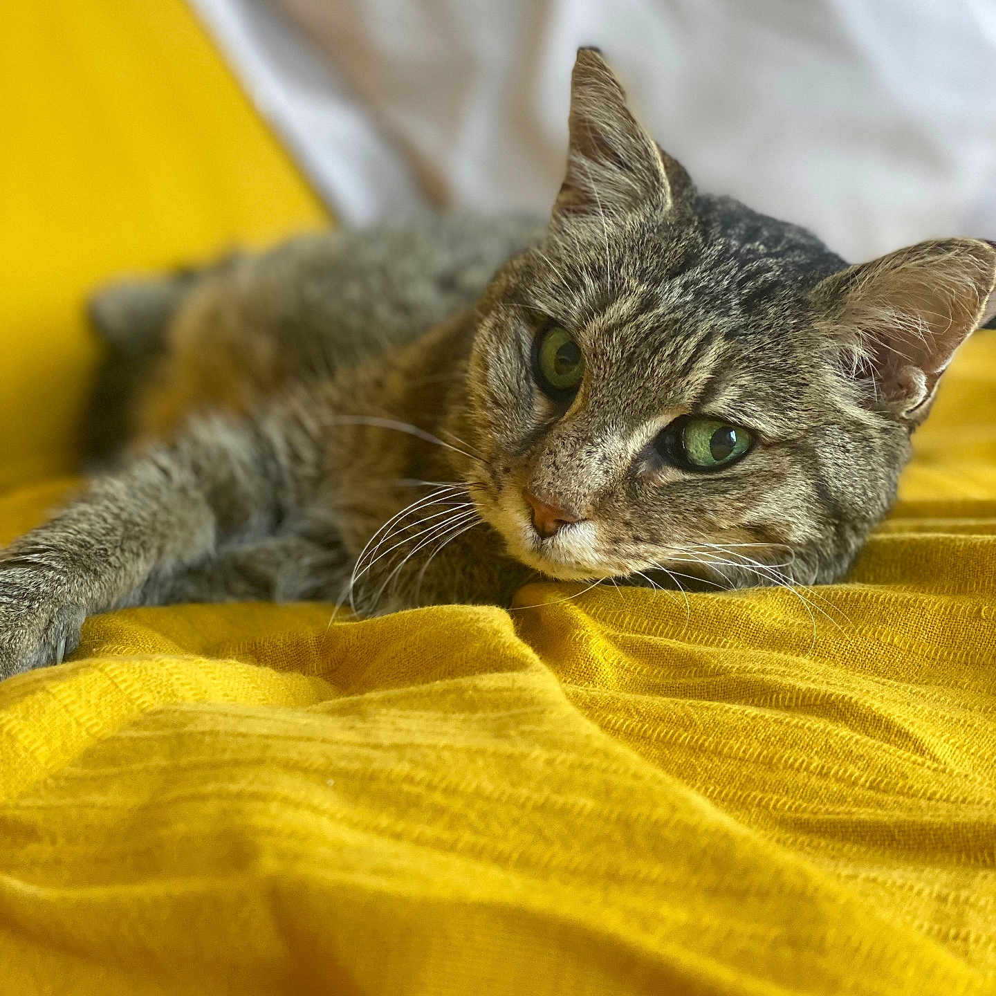 Bella a rejoint le concours — aidez-le/la à gagner de superbes lots ! abyssinian, animal, bed, blanket, cat, couch, furniture, homedecor, kitten, linen, manx, person, pet, quilt, sleeping, towel