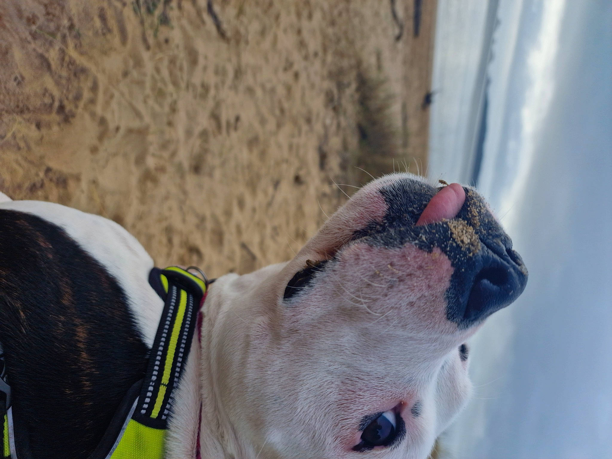 Skye joined the competition — help win amazing prizes! adventure, canidae, carnivore, cloud, collar, companion_dog, dog, dog_breed, dog_collar, dog_supply, fawn, leash, pet_supply, pug, sky, snout, sporting_group, whiskers, working_animal, wrinkle