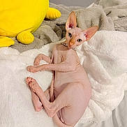 Cleo joined the competition — help win amazing prizes! animal, bed, blanket, companion, cozy, curious, cute, domestic_animal, ears, feline, hairless_cat, indoor, pet, plush_toy, relaxed, resting, skin, soft_texture, sphynx_cat, yellow
