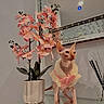 Cleo joined the competition — help win amazing prizes! animal, cat, decor, elegant, flower_pot, furless_cat, furniture, glass_table, home, indoor, mirror, necklace, orchid, pet, pink_coat, pink_flower, plant, reed_diffuser, reflection, sphynx_cat