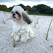 Lola is registered to the contest to win money with this photo: dog, shih_tzu, small_dog, fluffy, white_fur, long_hair, sitting, beach, coast, shells, sand, beach_grass, tropical, outdoors, portrait, pet, canine, cloudy_sky, nature, windblown