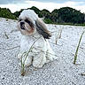 dog, shih_tzu, small_dog, fluffy, white_fur, long_hair, sitting, beach, coast, shells, sand, beach_grass, tropical, outdoors, portrait, pet, canine, cloudy_sky, nature, windblown