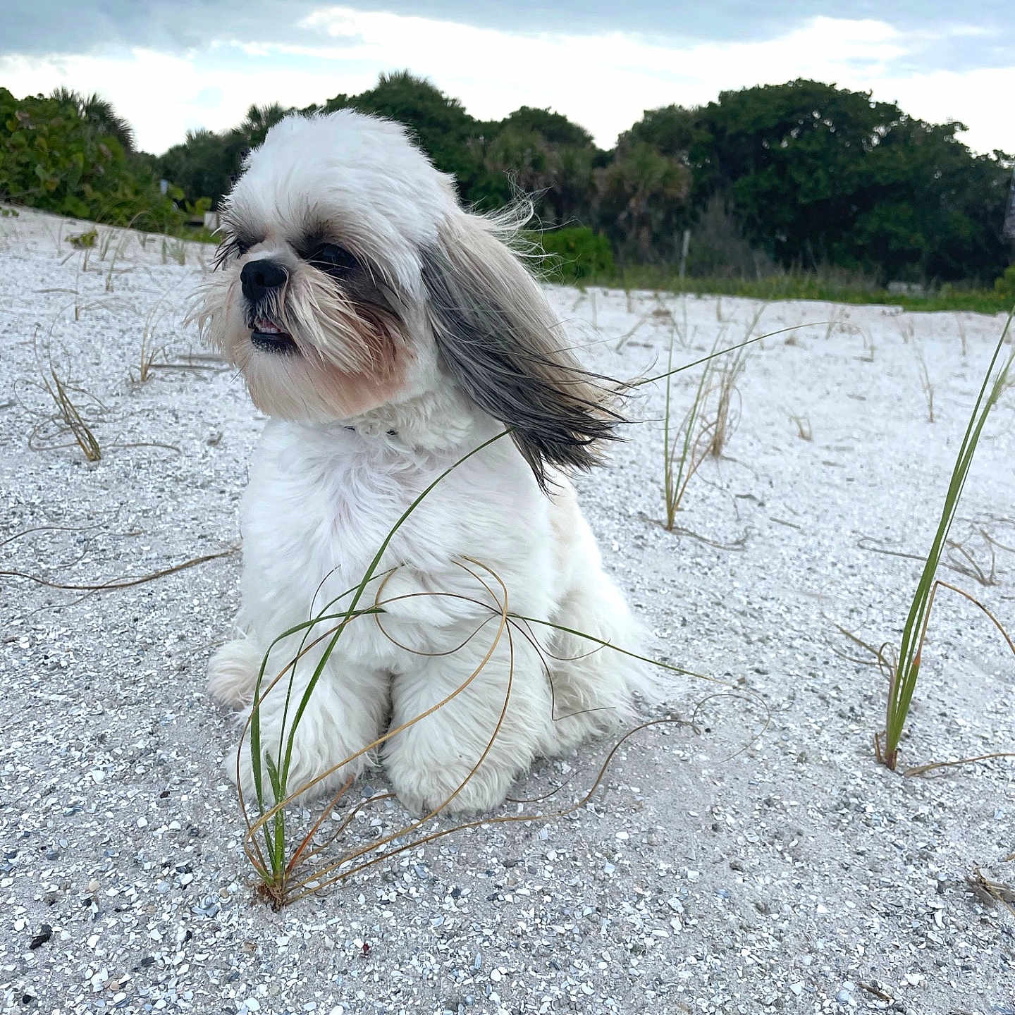 Lola