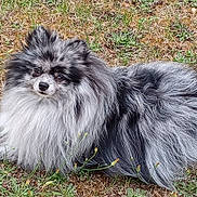 Titoff a rejoint le concours — aidez-le/la à gagner de superbes lots ! dog, pomeranian, fluffy, black_and_white, pet, animal, outdoor, grass, curious, lying_down, fur, nature, canine, small_dog, cute, friendly, mammal, portrait, looking_at_camera, ground