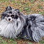 dog, pomeranian, fluffy, black_and_white, pet, animal, outdoor, grass, curious, lying_down, fur, nature, canine, small_dog, cute, friendly, mammal, portrait, looking_at_camera, ground
