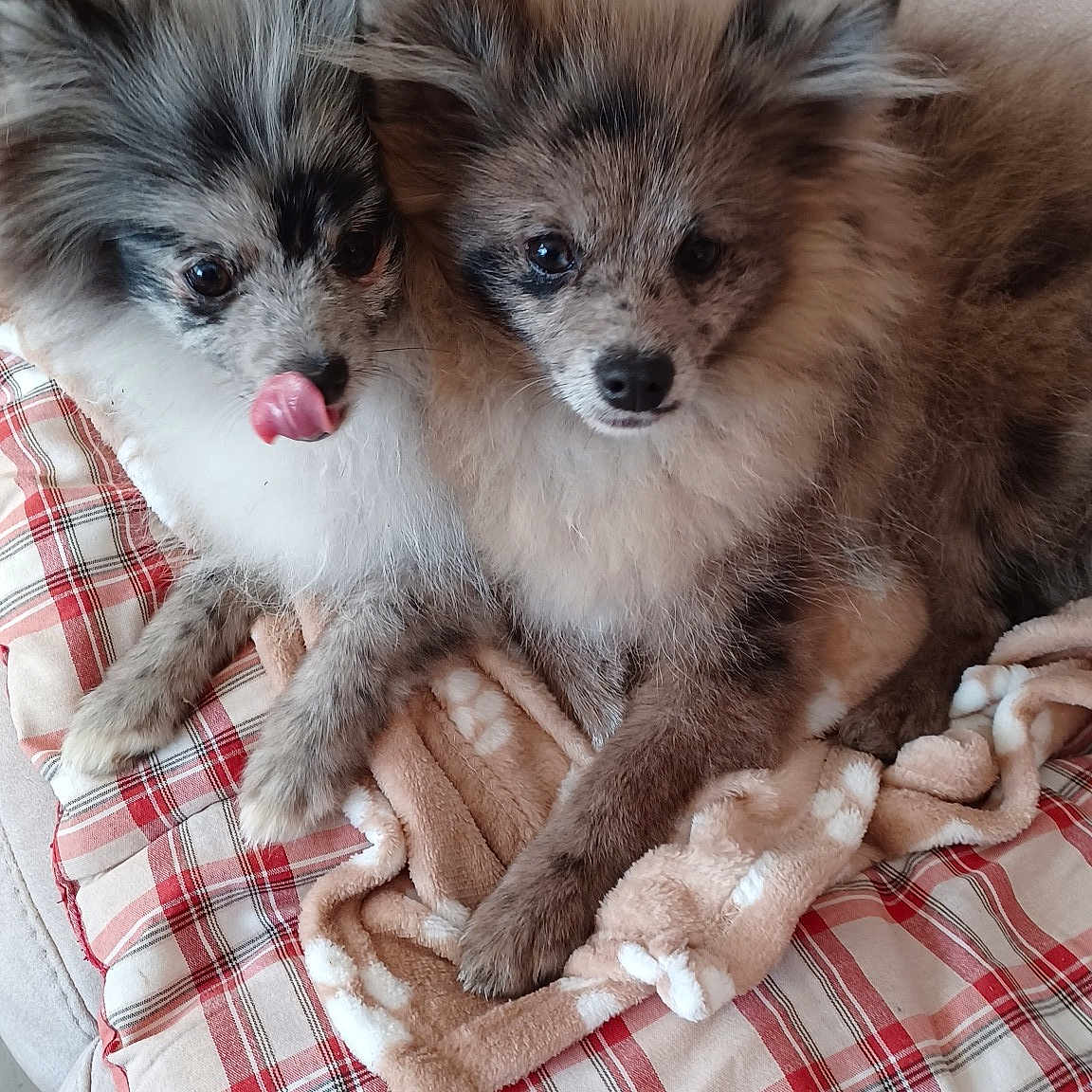 Toby Et Titoff