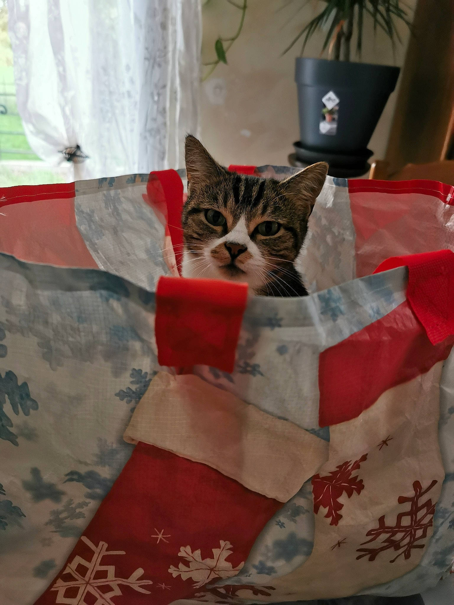 Minette