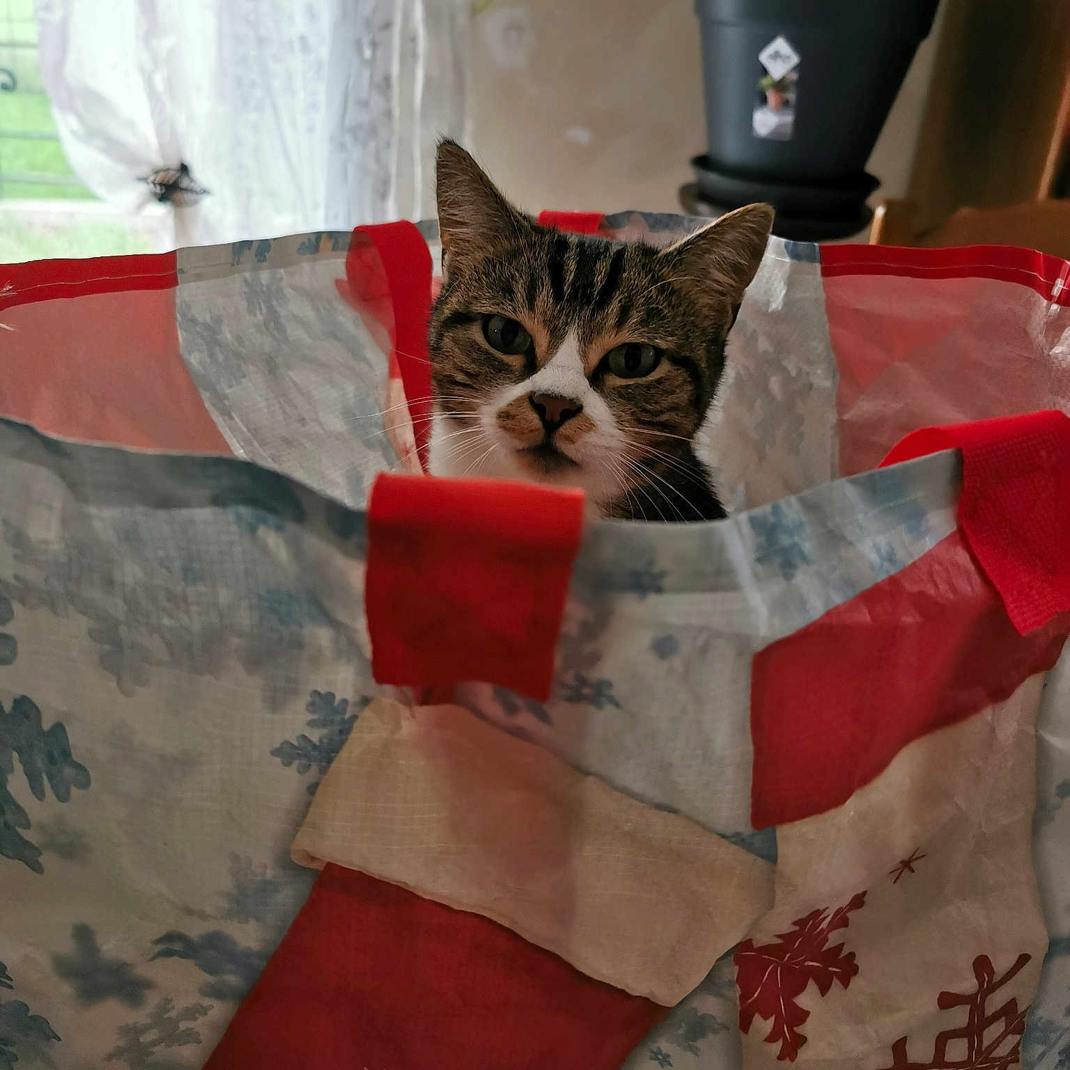 Minette