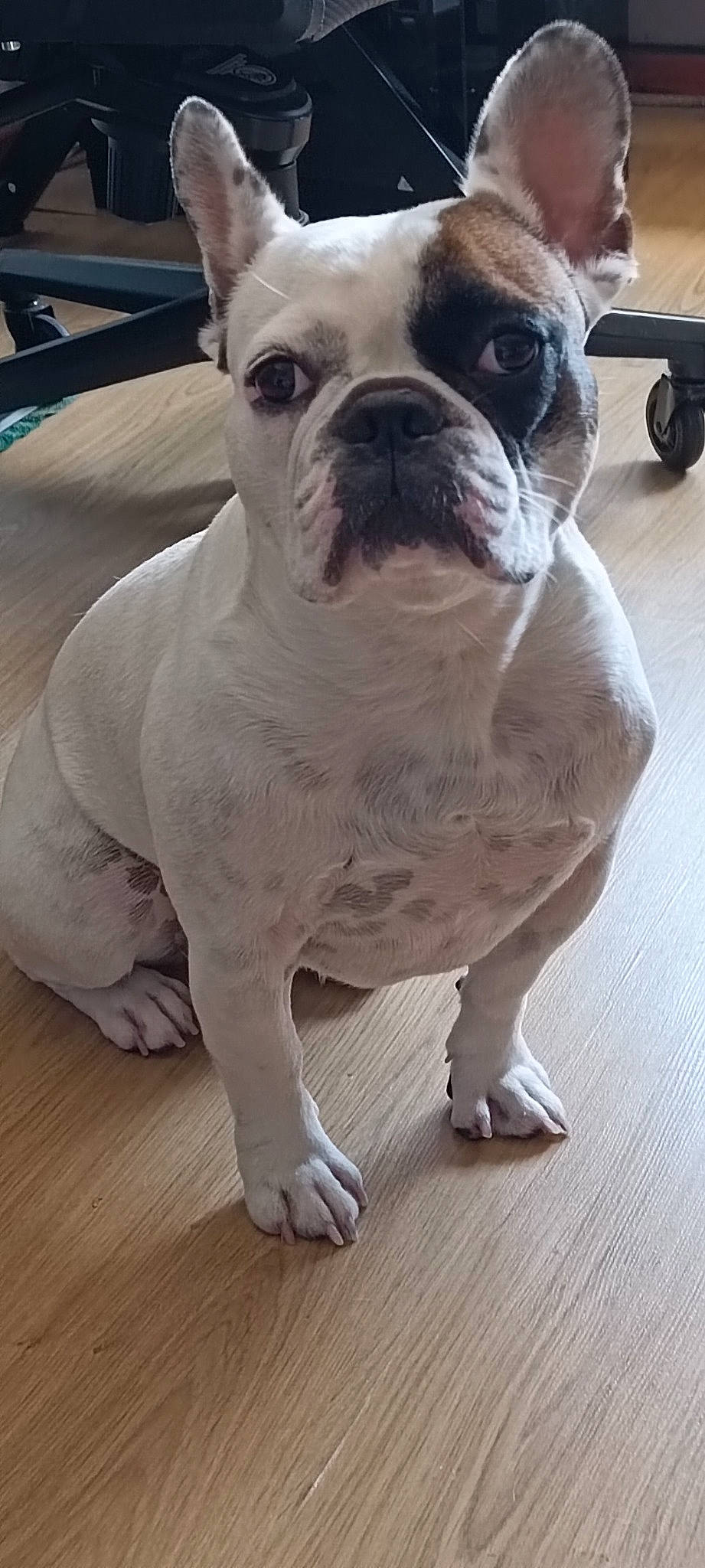Elvis participe au concours pour gagner de l'argent avec cette photo : bulldog, canidae, carnivore, comfort, companion_dog, dog, dog_breed, fawn, flooring, hardwood, molosser, snout, sporting_group, terrestrial_animal, toy_dog, whiskers, wood, wood_flooring, working_animal, wrinkle