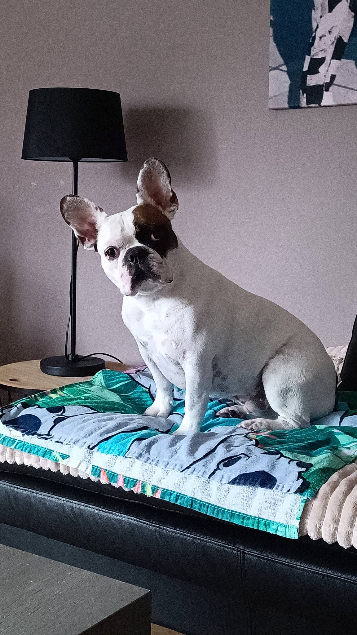 Elvis participe au concours pour gagner de l'argent avec cette photo : canidae, carnivore, comfort, companion_dog, dog, dog_breed, dog_supply, fawn, linens, non_sporting_group, paw, pet_supply, rectangle, sporting_group, terrestrial_animal, terrier, toy_dog, working_animal