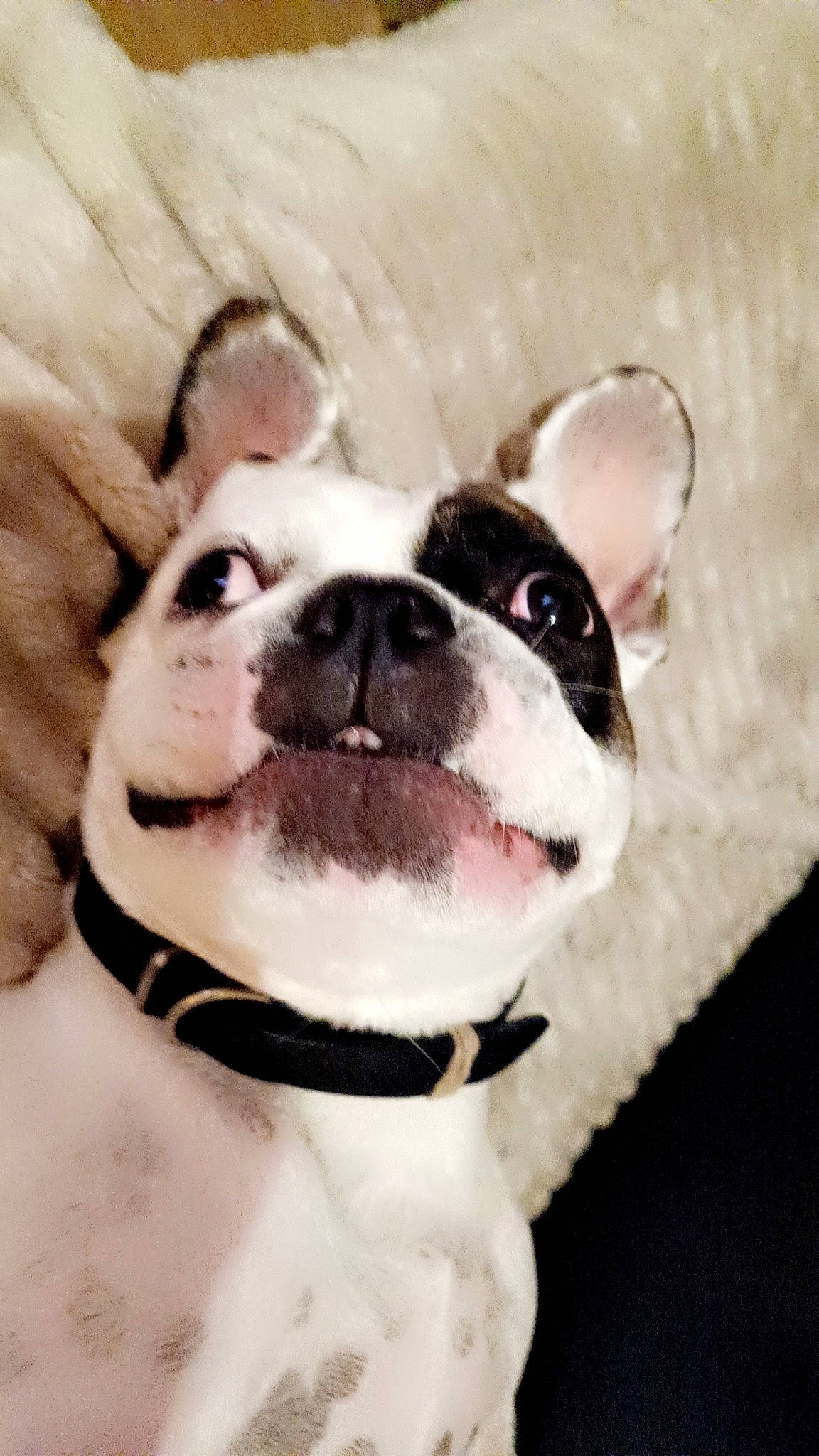 Elvis participe au concours pour gagner de l'argent avec cette photo : boston_terrier, bulldog, carnivore, collar, companion_dog, dog, dog_breed, dog_collar, fawn, french_bulldog, fur, leash, pet_supply, plant, puppy_love, snout, snow, whiskers, window, working_animal