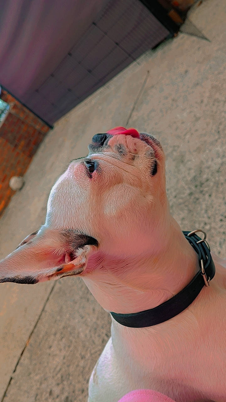 Elvis a rejoint le concours — aidez-le/la à gagner de superbes lots ! arm, barechested, body_jewelry, chest, eyewear, foot, gesture, glasses, human_leg, jaw, jewellery, leg, nail, sunglasses, thigh, throat, thumb, trunk, vision_care, wrist