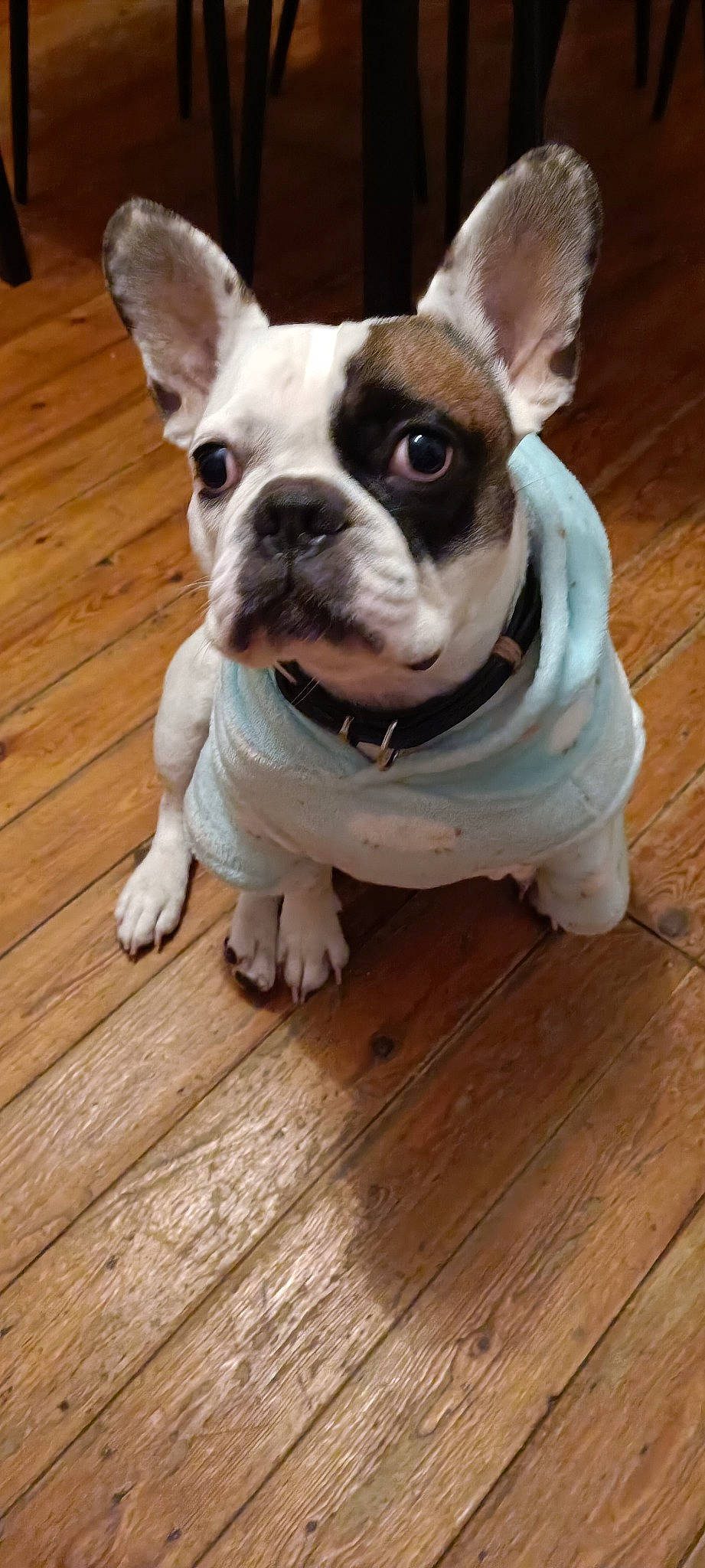 Elvis participe au concours pour gagner de l'argent avec cette photo : boston_terrier, bulldog, carnivore, collar, companion_dog, dog, dog_breed, dog_collar, fawn, flooring, hardwood, head, plank, snout, sporting_group, toy_dog, whiskers, wood, wood_stain, working_animal