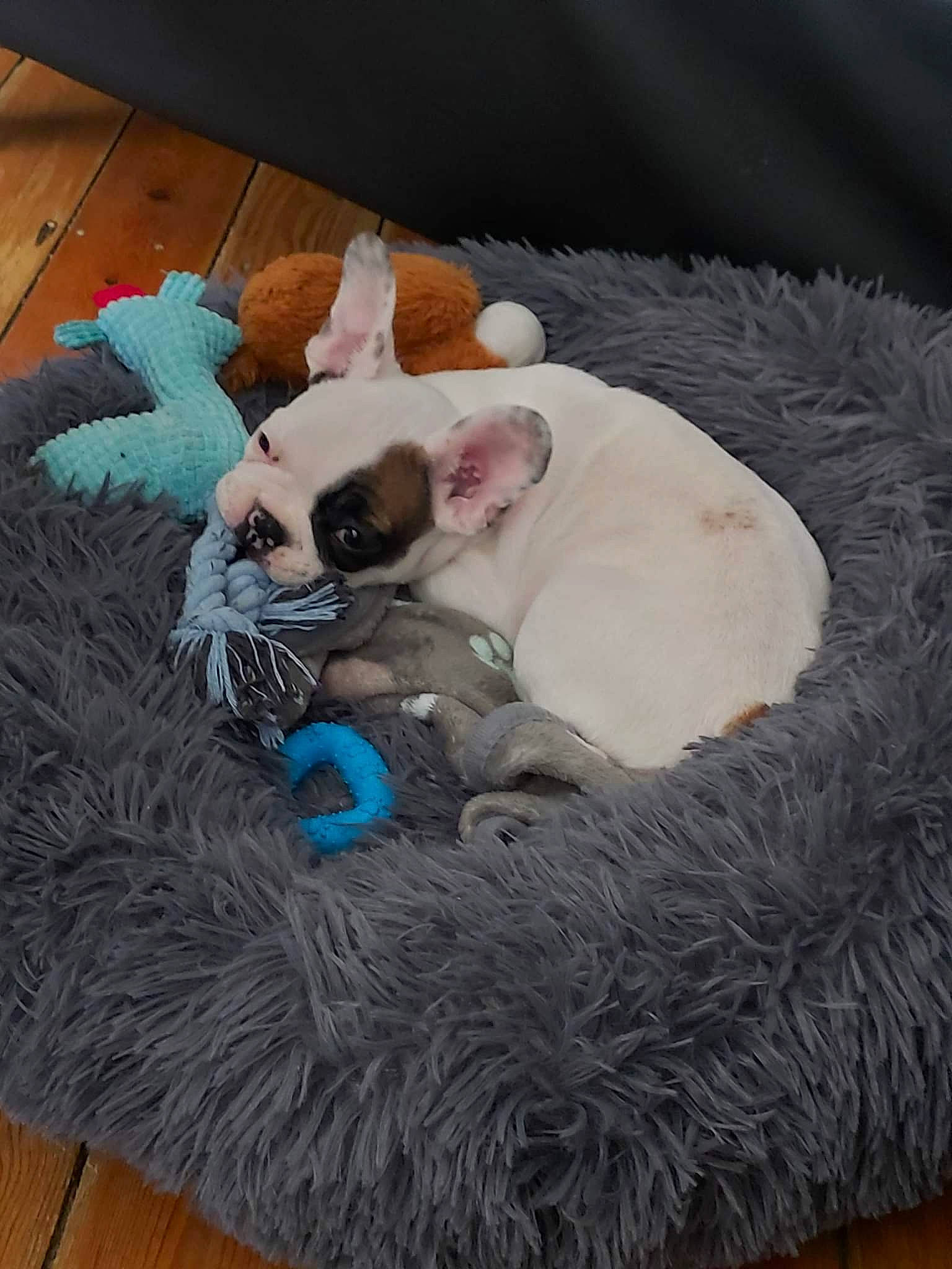 Elvis participe au concours pour gagner de l'argent avec cette photo : carnivore, cat, cat_bed, cat_supply, comfort, companion_dog, dog_breed, fawn, felidae, fur, hat, nap, natural_material, plush, small_to_medium_sized_cats, snout, stuffed_toy, tail, toy, whiskers