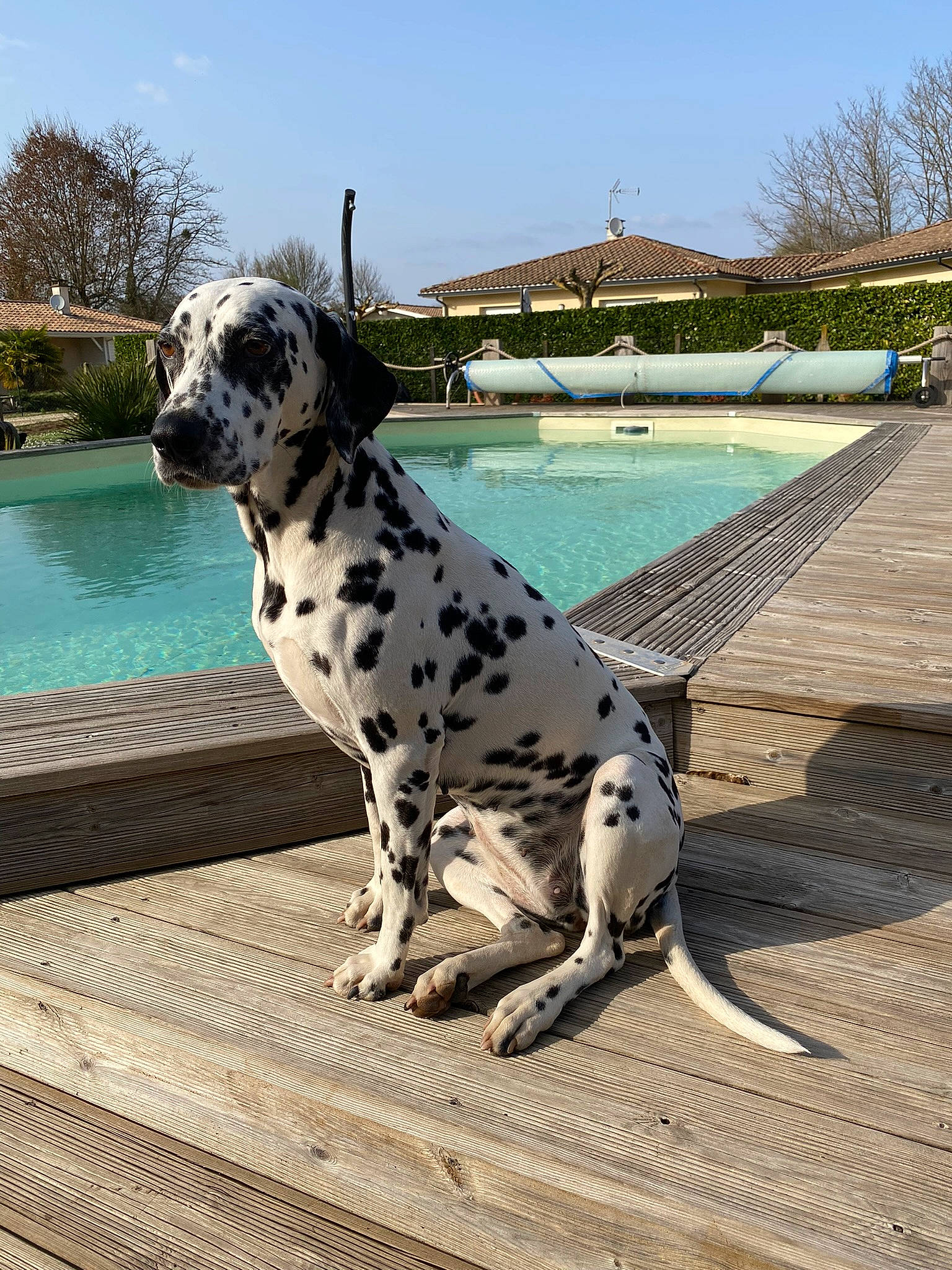 Naïka participe au concours pour gagner de l'argent avec cette photo : building, carnivore, companion_dog, dalmatian, dog, dog_breed, fawn, leisure, metal, non_sporting_group, plant, sky, snout, sporting_group, swimming_pool, tree, water, working_animal, working_dog