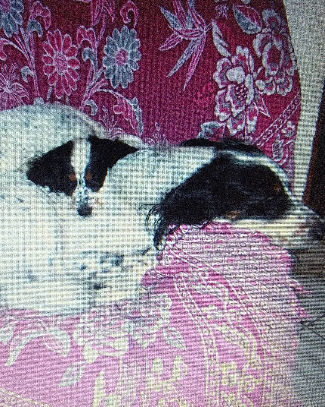 Honda participe au concours pour gagner de l'argent avec cette photo : canidae, carnivore, comfort, companion_dog, couch, creative_arts, dog, dog_breed, dog_supply, fur, linens, magenta, mammal, nap, pattern, snout, terrestrial_animal, toy_dog, vertebrate, working_animal