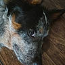 Oakley Lee joined the competition — help win amazing prizes! dog, tricolor, black_fur, brown_fur, white_fur, floppy_ears, close_up, side_eye, sleepy, lying_down, wooden_floor, indoor, pet, animal, fur, nose, eye, portrait, cozy, candid