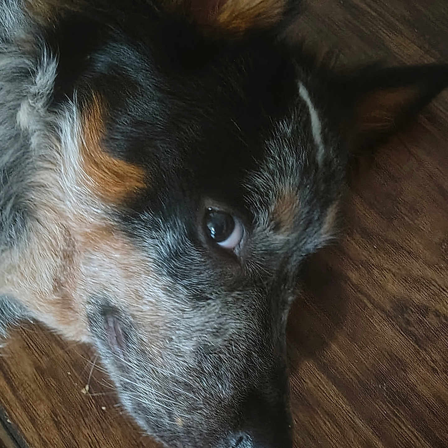 Oakley Lee