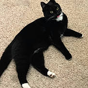 Beans joined the competition — help win amazing prizes! cat, tuxedo_cat, black_and_white, blep, tongue_out, carpet, indoor, pet, feline, cute, lying_down, whiskers, paws, animal, mammal, fur, playful, relaxed, domestic_cat, alert