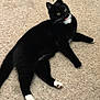 cat, tuxedo_cat, black_and_white, blep, tongue_out, carpet, indoor, pet, feline, cute, lying_down, whiskers, paws, animal, mammal, fur, playful, relaxed, domestic_cat, alert