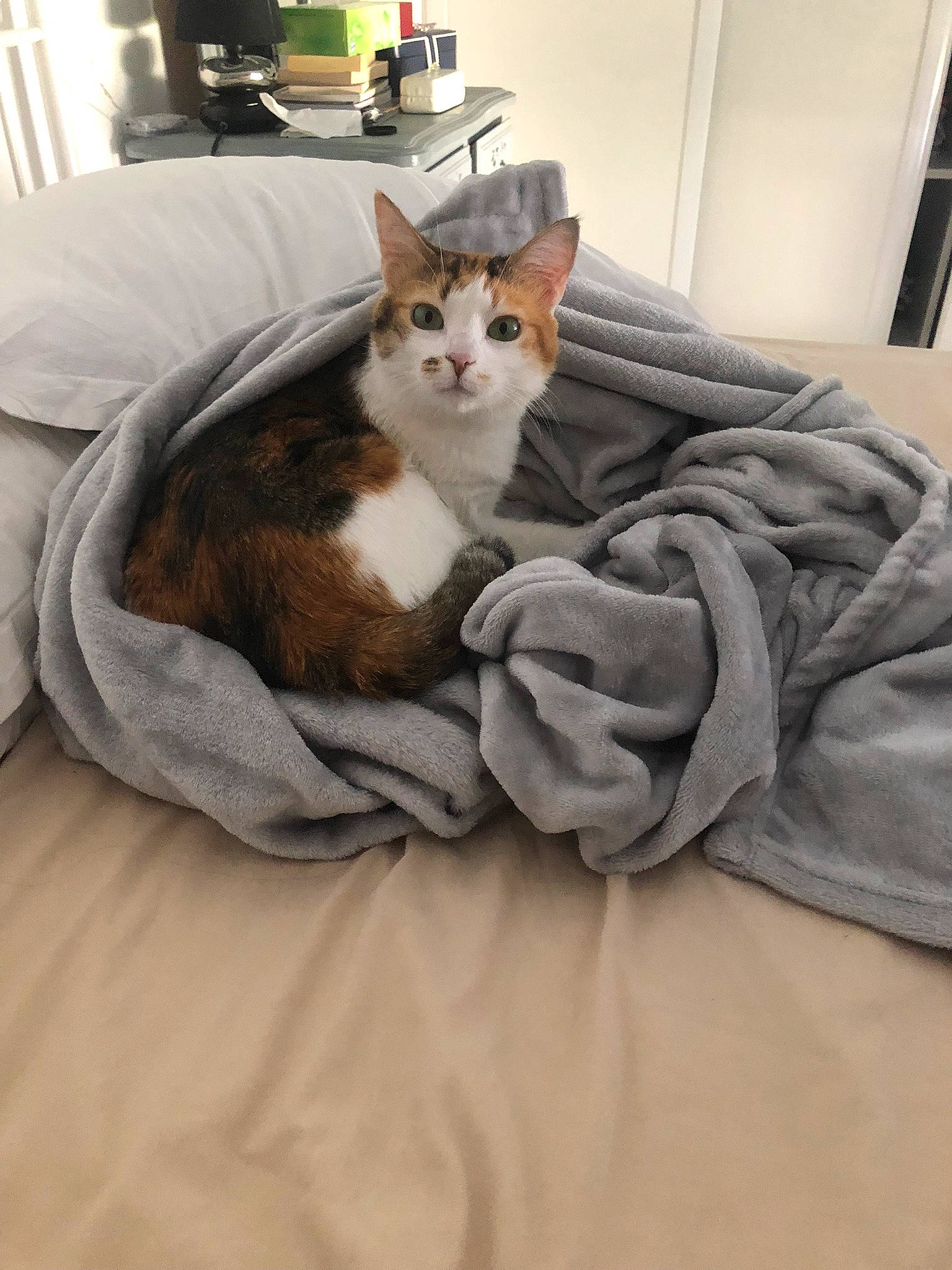 Toon participe au concours pour gagner de l'argent avec cette photo : bedding, brown, carnivore, cat, comfort, domestic_short_haired_cat, duvet, fawn, felidae, flooring, fur, grey, hardwood, linens, room, sitting, small_to_medium_sized_cats, tail, whiskers, wood