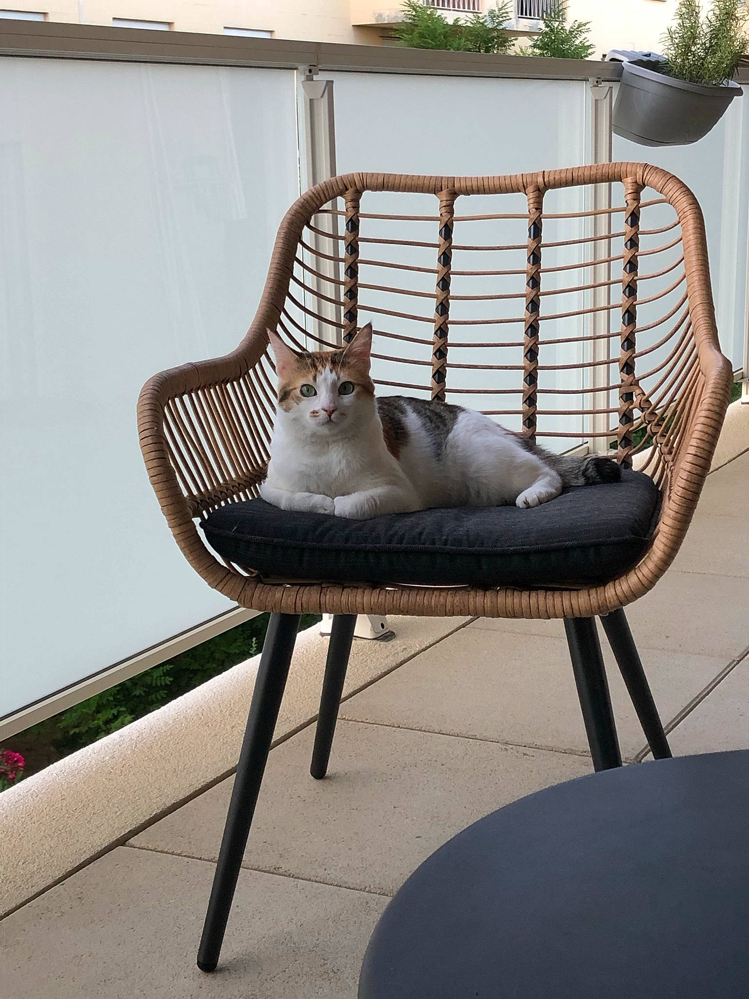Toon a rejoint le concours — aidez-le/la à gagner de superbes lots ! armrest, automotive_design, carbon, carnivore, cat, cat_supply, chair, comfort, composite_material, felidae, grass, hardwood, leisure, metal, outdoor_furniture, plant, room, small_to_medium_sized_cats, wicker, wood