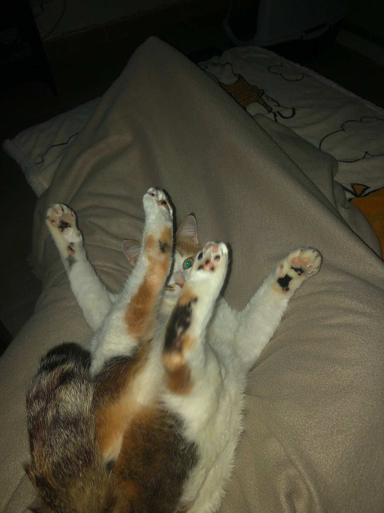 Toon participe au concours pour gagner de l'argent avec cette photo : canidae, carnivore, cat, claw, comfort, companion_dog, couch, dog_breed, domestic_short_haired_cat, fawn, felidae, foot, fur, jaw, paw, small_to_medium_sized_cats, snout, sporting_group, tail, whiskers