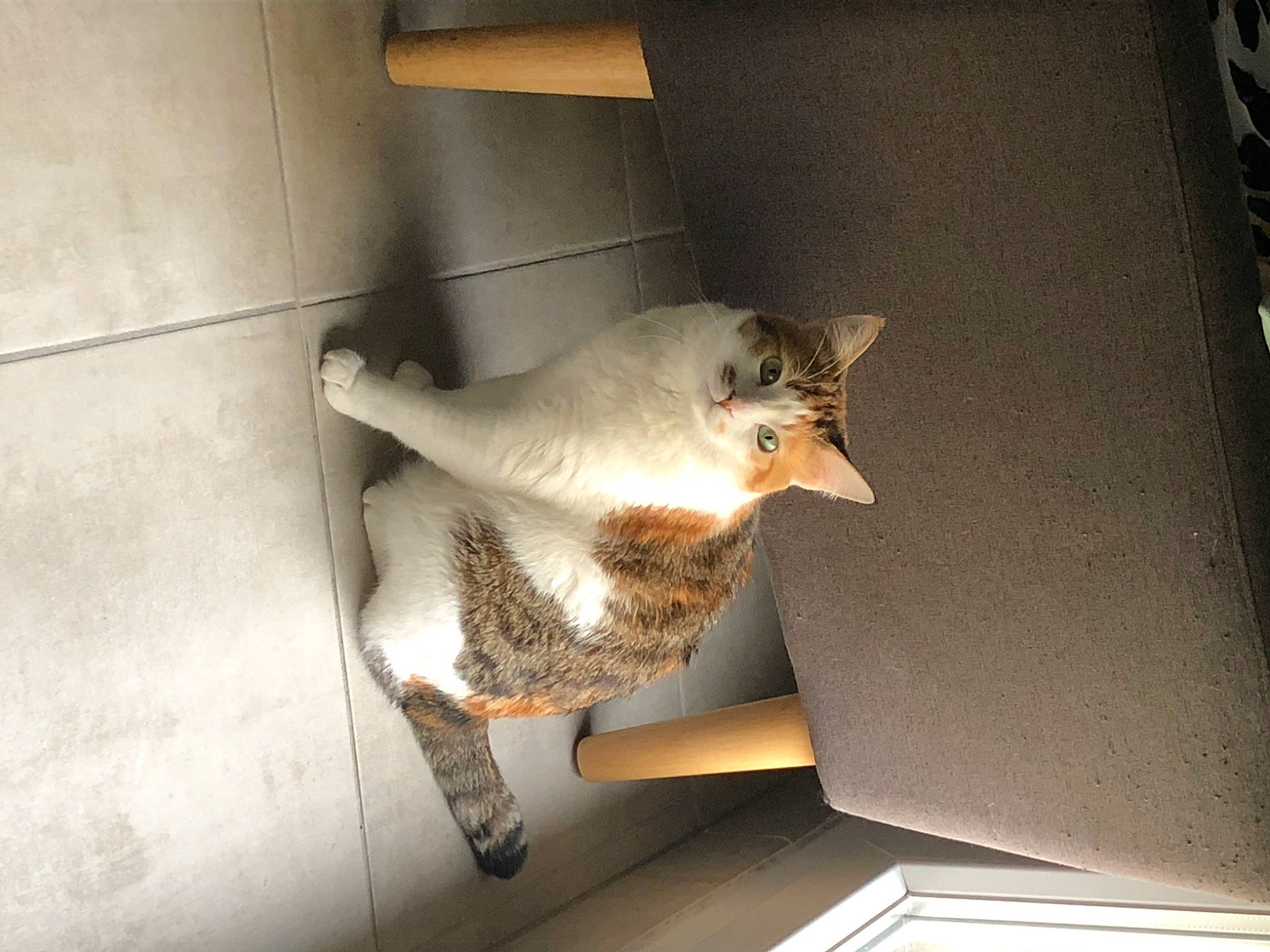 Toon a rejoint le concours — aidez-le/la à gagner de superbes lots ! carnivore, cat, chair, claw, comfort, domestic_short_haired_cat, door, fawn, felidae, flooring, fur, metal, room, seabird, shadow, small_to_medium_sized_cats, tail, whiskers, wing, wood