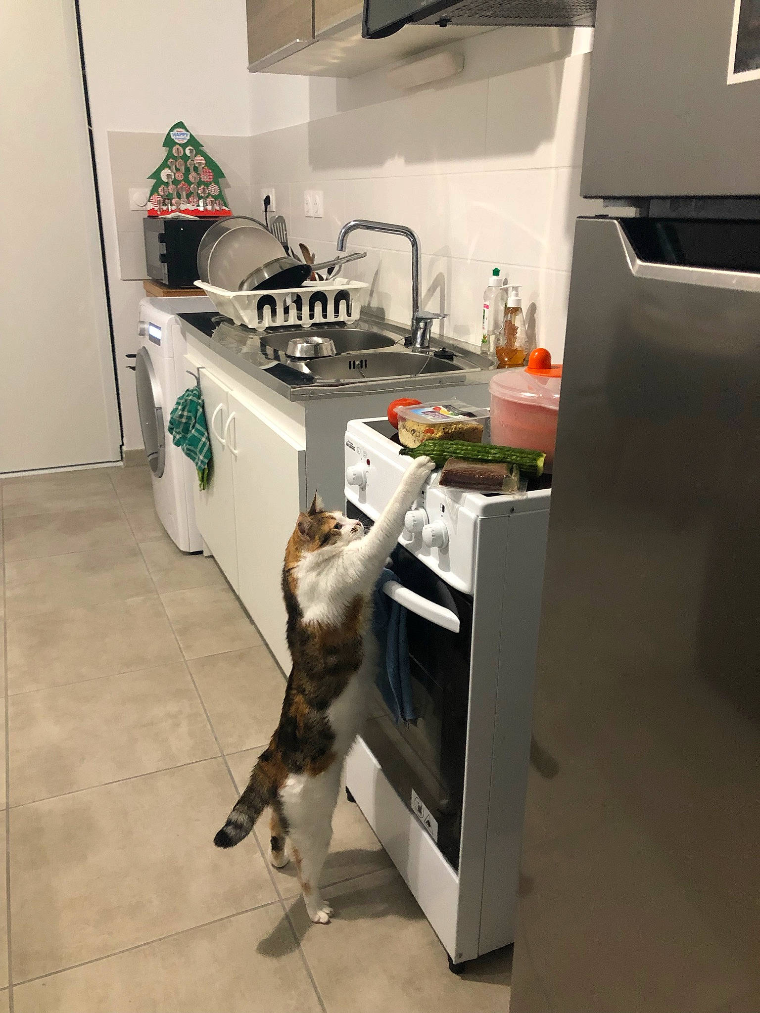 Toon a rejoint le concours — aidez-le/la à gagner de superbes lots ! cabinetry, carnivore, cat, felidae, floor, flooring, gas, hardwood, home_appliance, interior_design, kitchen, kitchen_appliance, kitchen_sink, kitchen_stove, major_appliance, plumbing_fixture, sink, small_to_medium_sized_cats, tap, wood