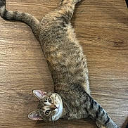 Juniper joined the competition — help win amazing prizes! cat, tabby, pet, animal, feline, indoor, wooden_floor, curious, stretched_out, whiskers, ears, tail, playful, looking_up, cute, domestic_cat, fur, striped, relaxed, alert