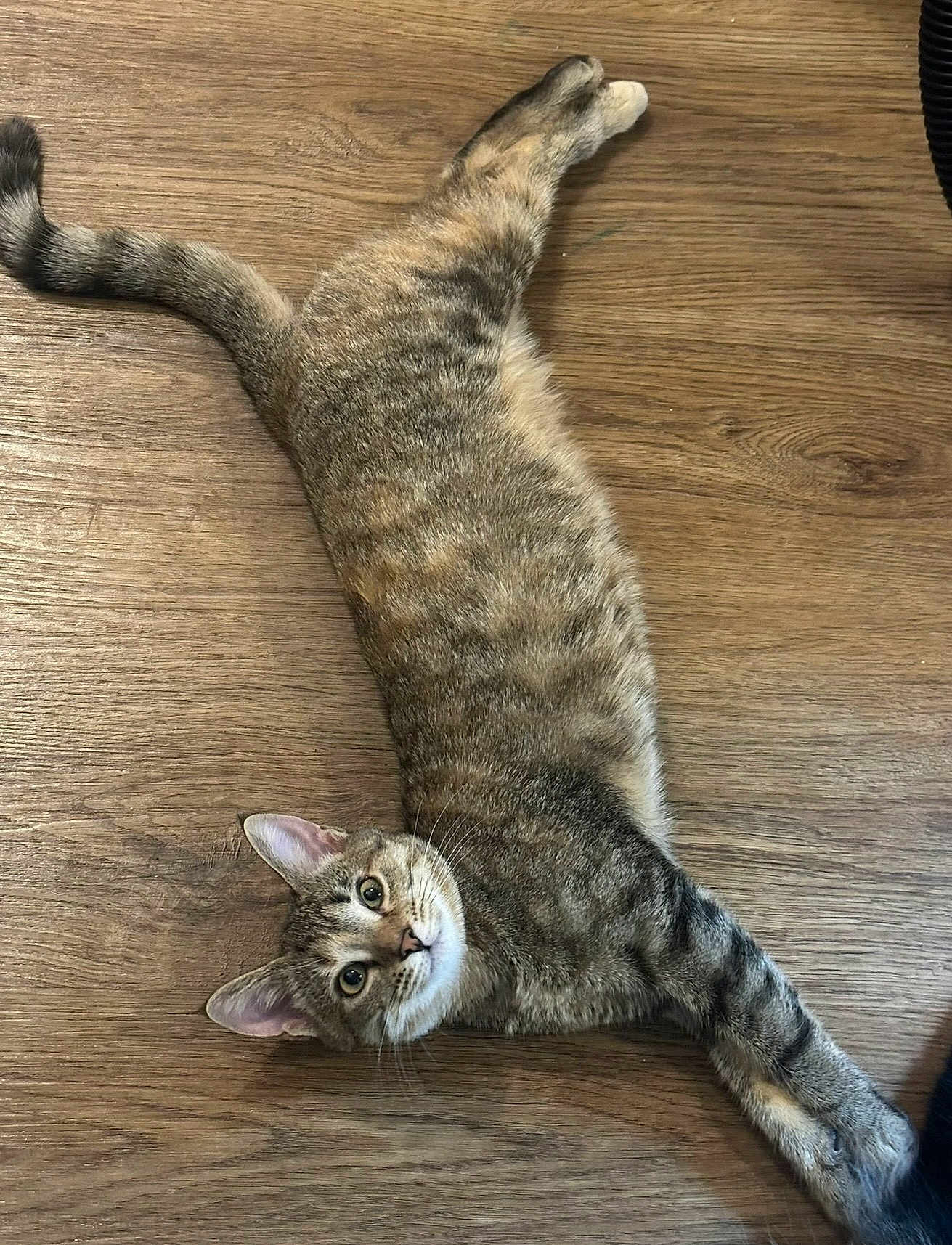 Juniper joined the competition — help win amazing prizes! cat, tabby, pet, animal, feline, indoor, wooden_floor, curious, stretched_out, whiskers, ears, tail, playful, looking_up, cute, domestic_cat, fur, striped, relaxed, alert