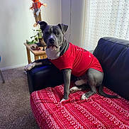 Roscoe joined the competition — help win amazing prizes! dog, red_shirt, black_couch, red_blanket, patterned_blanket, carpet, living_room, plant, wooden_table, scarecrow, pumpkin_decoration, curtains, indoor, pet, furniture, cozy, seated, animal, home_decor, relaxed