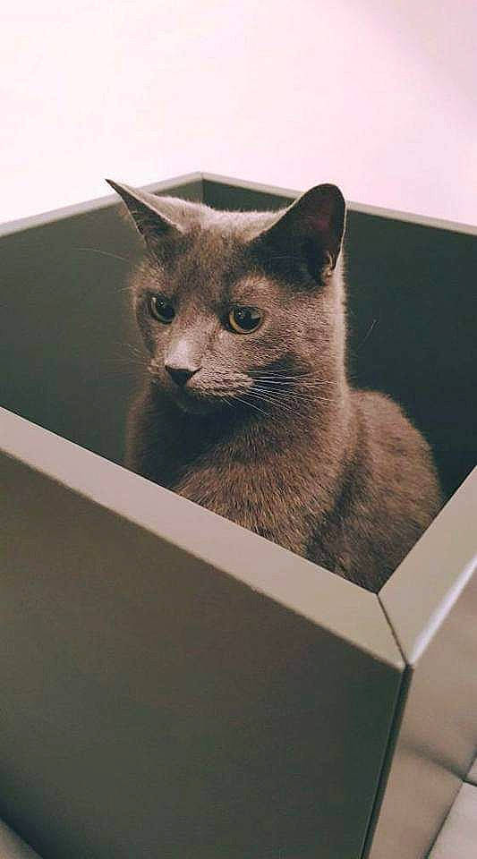 Ana is registered to the contest to win money with this photo: box, carnivore, carton, cat, cat_supply, chartreux, domestic_short_haired_cat, felidae, fur, grey, rectangle, shipping_box, small_to_medium_sized_cats, snout, tail, whiskers, window, wood