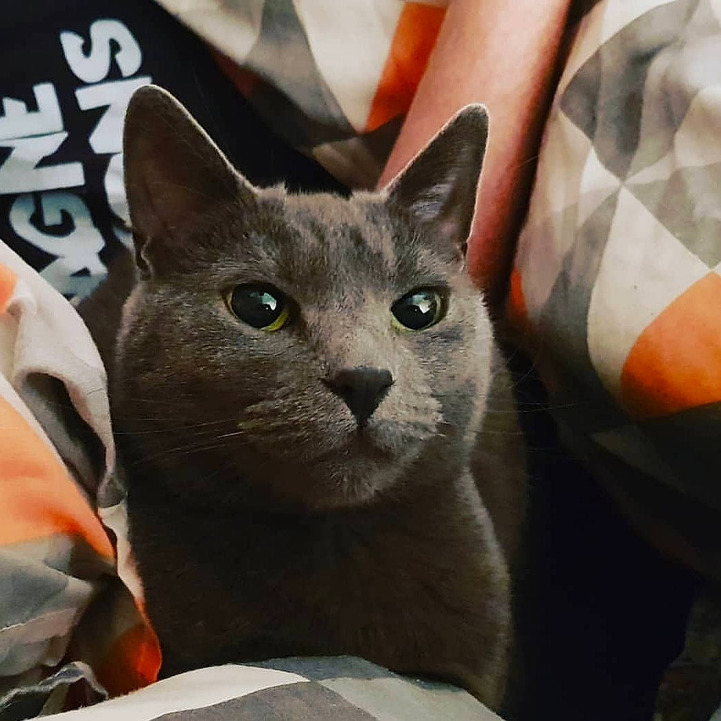 Ana is registered to the contest to win money with this photo: carnivore, cat, comfort, domestic_short_haired_cat, eye, felidae, fur, gesture, grey, russian_blue, small_to_medium_sized_cats, snout, whiskers