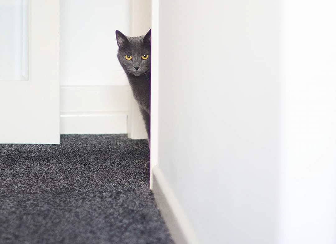 Ana is registered to the contest to win money with this photo: black_cat, bombay, carnivore, cat, domestic_short_haired_cat, door, felidae, flooring, fur, pattern, rectangle, room, shadow, small_to_medium_sized_cats, stairs, tail, whiskers, window, wood