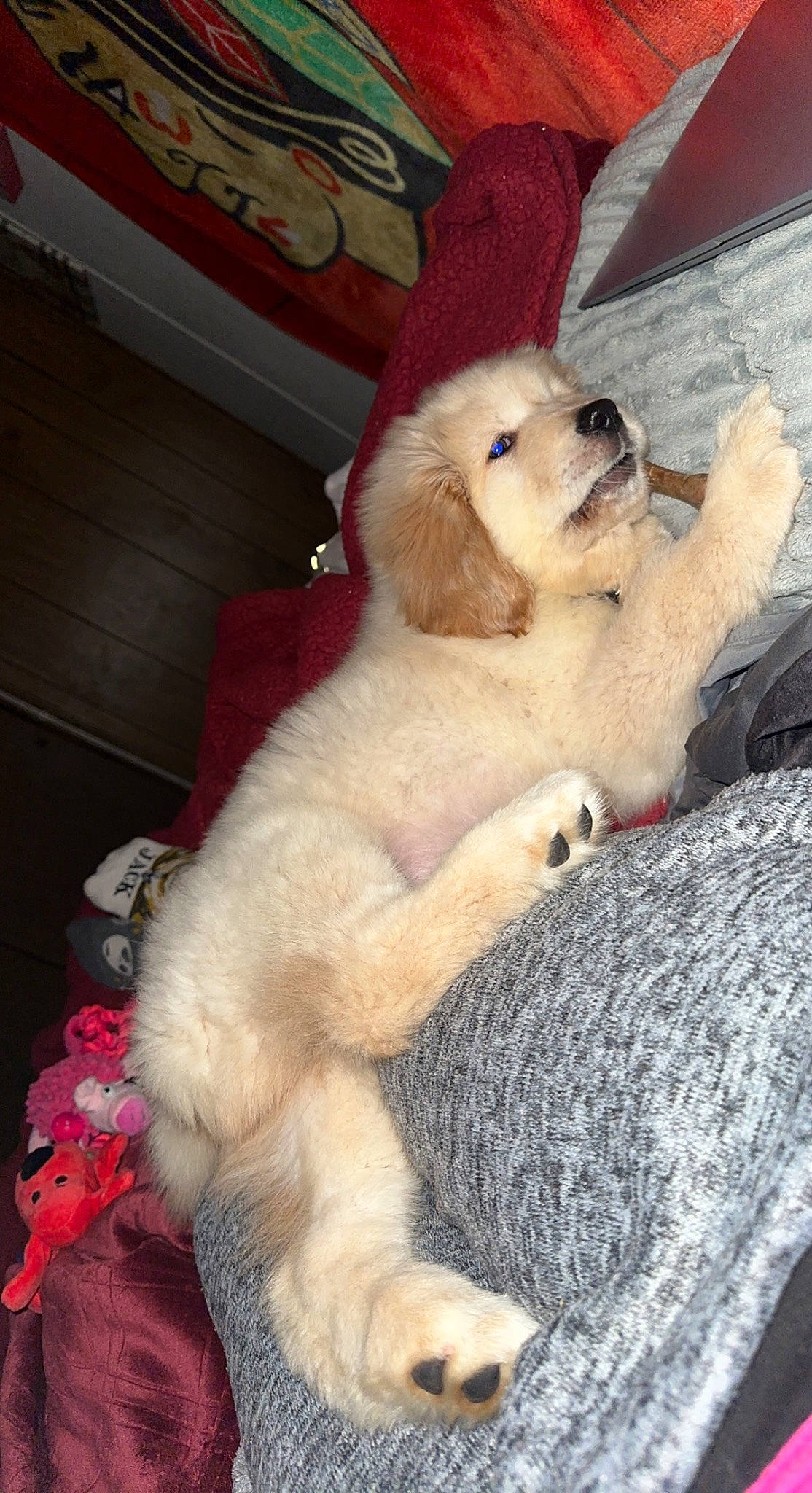 Freyja joined the competition — help win amazing prizes! canidae, carnivore, comfort, companion_dog, dog, dog_breed, fawn, fur, non_sporting_group, paw, pet_supply, snout, sporting_group, tail, toy_dog, working_animal