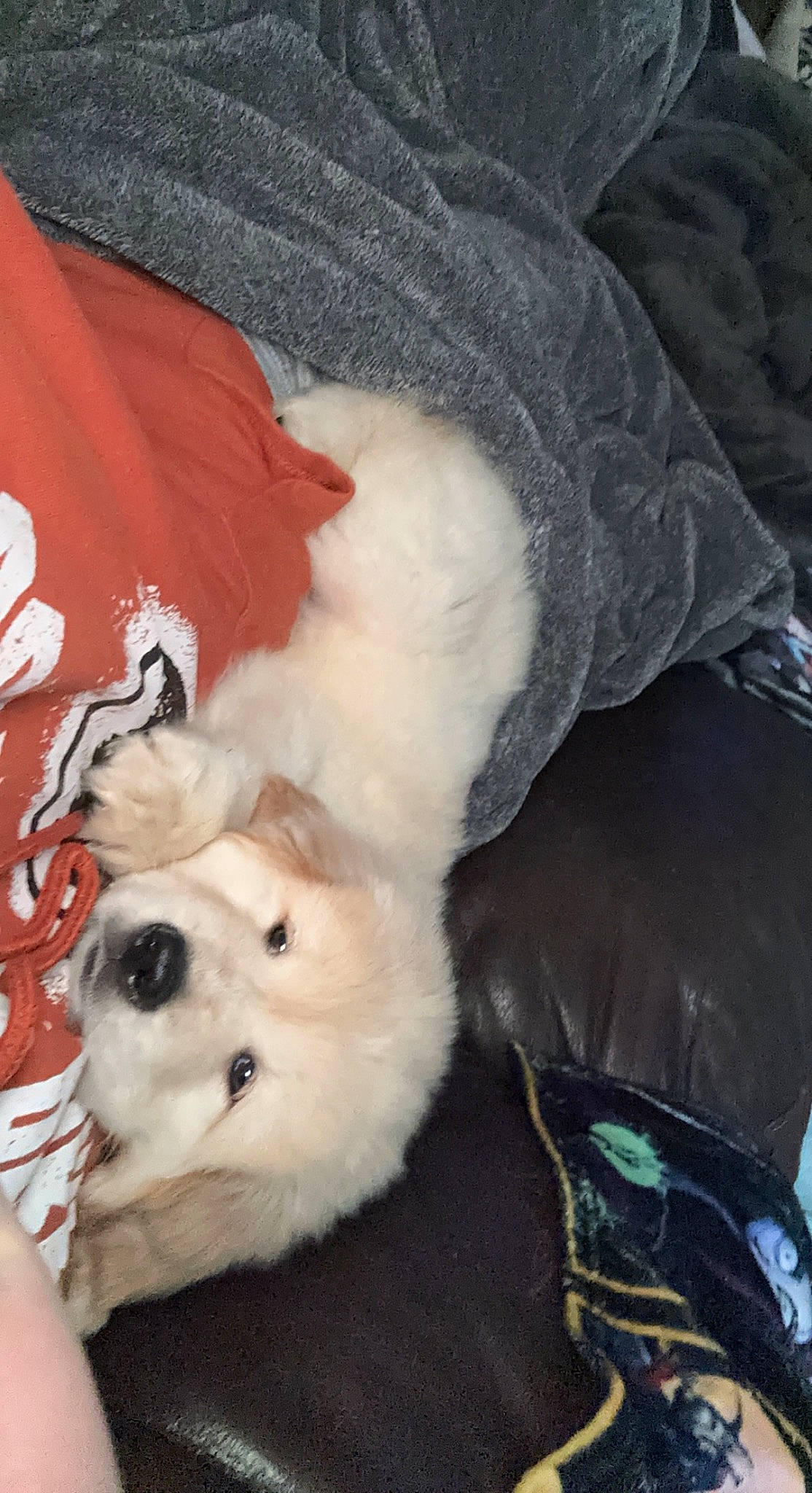 Freyja is registered to the contest to win money with this photo: american_eskimo_dog, canidae, carnivore, comfort, companion_dog, dog, dog_breed, dog_supply, fawn, fur, japanese_spitz, labradoodle, maremma_sheepdog, non_sporting_group, puppy_love, snout, sporting_group, toy_dog, volpino_italiano, working_animal