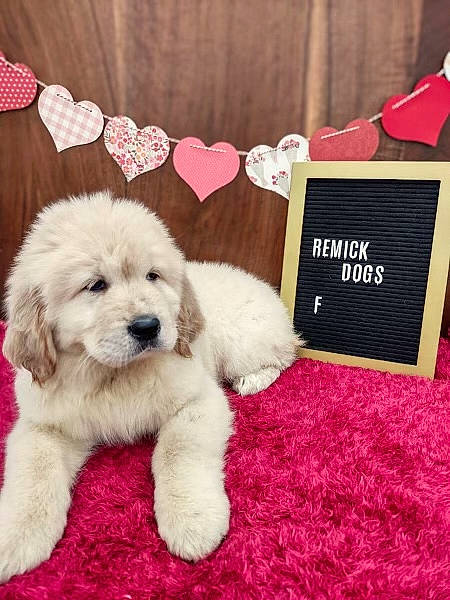 Freyja is registered to the contest to win money with this photo: canidae, carmine, carnivore, companion_dog, curtain, dog, dog_breed, dog_supply, flooring, font, fur, maltepoo, non_sporting_group, paw, pink, sporting_group, toy_dog, working_animal