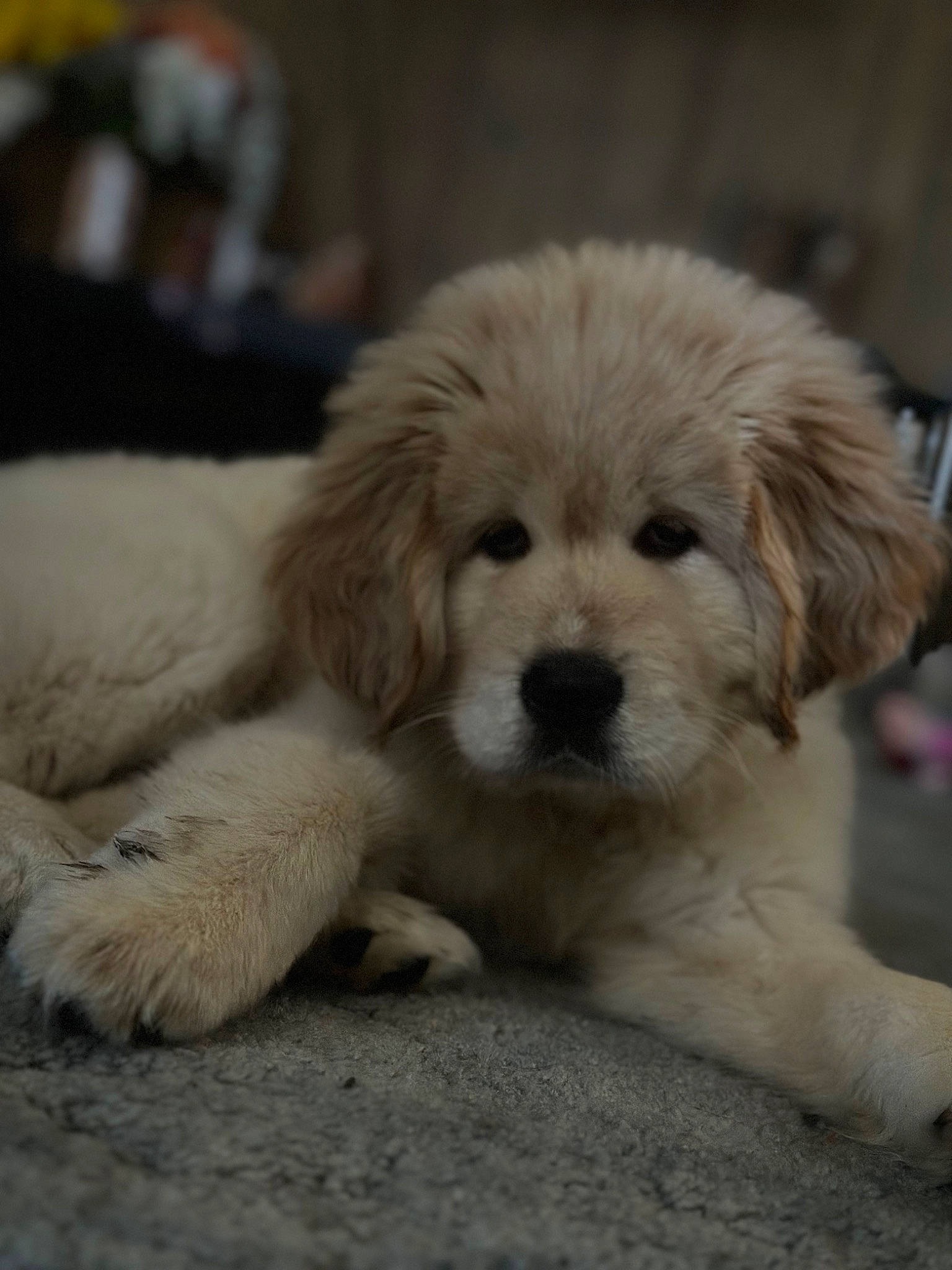 Freyja is registered to the contest to win money with this photo: canidae, carnivore, companion_dog, dog, dog_breed, fawn, fur, maltepoo, non_sporting_group, paw, puppy_love, small_terrier, snout, sporting_group, terrestrial_animal, terrier, toy_dog, whiskers, working_animal