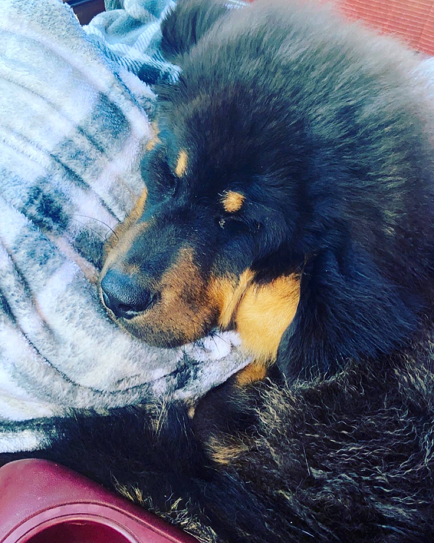 Thor is registered to the contest to win money with this photo: ancient_dog_breeds, canidae, carnivore, comfort, companion_dog, dog, dog_breed, electric_blue, fur, giant_dog_breed, guard_dog, herding_dog, pattern, sleeve, snout, sporting_group, terrestrial_animal, toy_dog, working_animal, working_dog