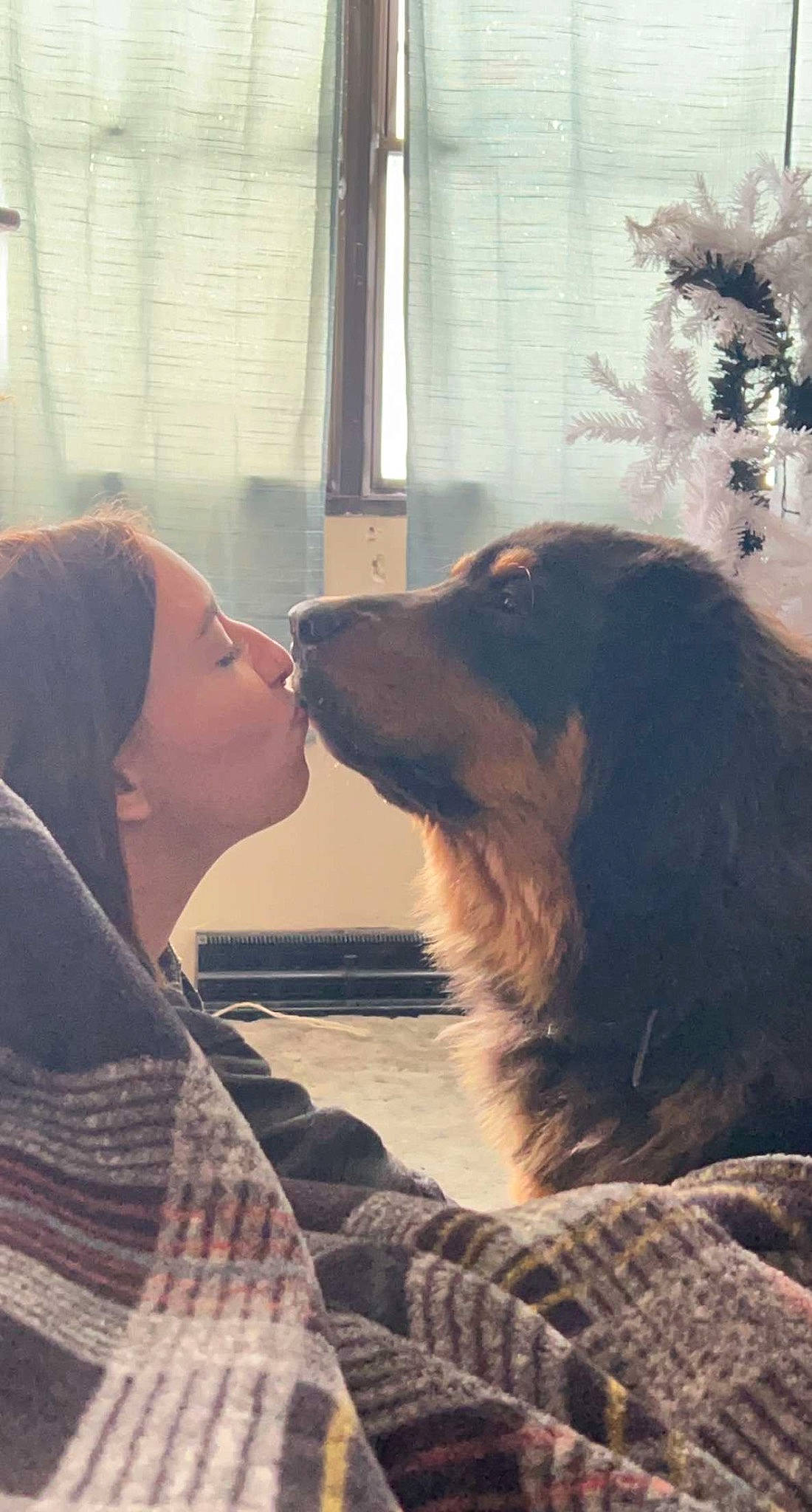 Thor joined the competition — help win amazing prizes! canidae, carnivore, companion_dog, curtain, dog, dog_breed, fawn, fur, gesture, giant_dog_breed, guard_dog, happy, long_hair, love, smile, sporting_group, surfer_hair, tints_and_shades, whiskers, window