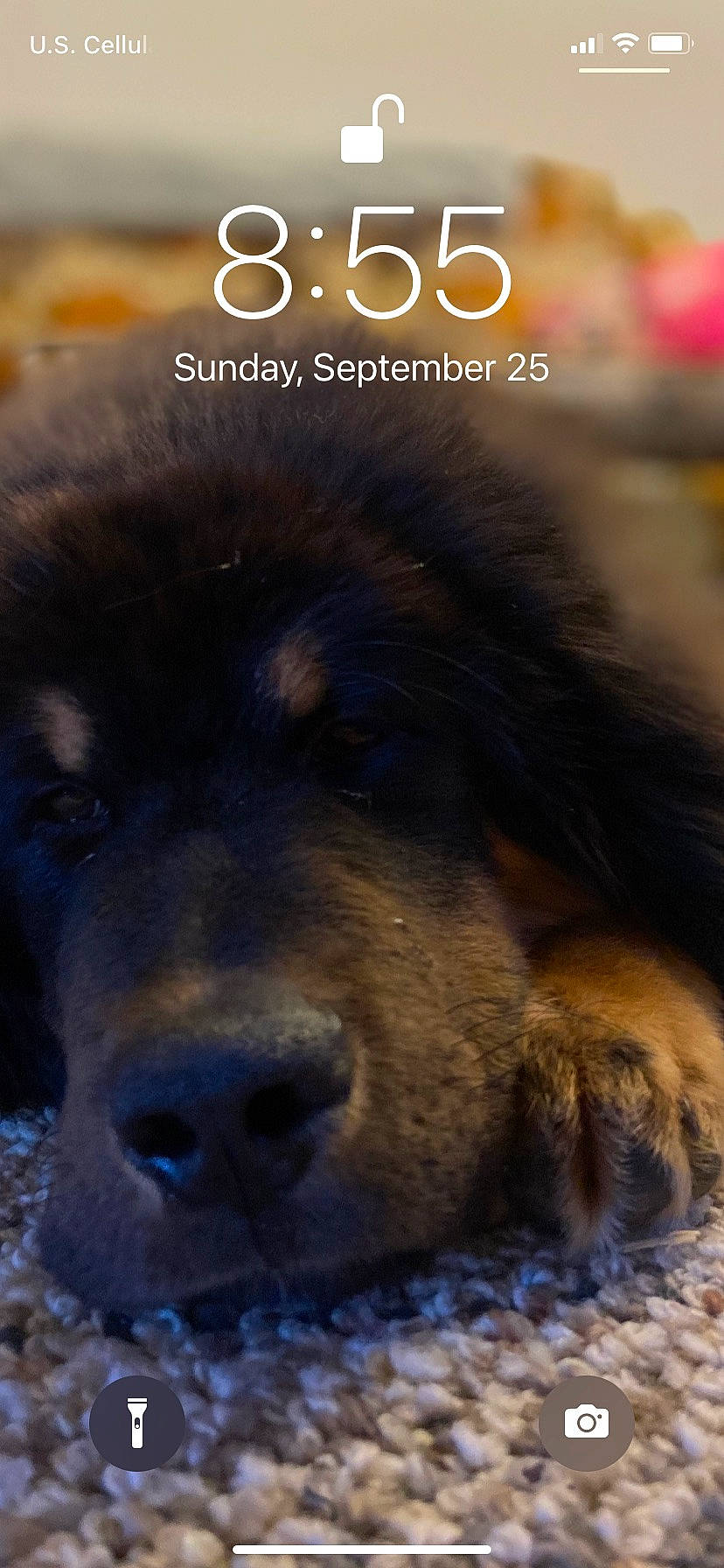 Thor is registered to the contest to win money with this photo: ancient_dog_breeds, canidae, carnivore, clock, companion_dog, dog, dog_breed, font, fur, giant_dog_breed, light, logo, photo_caption, snout, sporting_group, terrestrial_animal, whiskers, wildlife, working_animal, working_dog